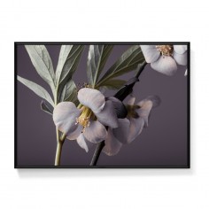 花語 蘋果花 菠蘿選畫所 北歐風室內家居生活室裝飾 掛畫 北歐 小清新 自然 時尚 動物攝影 黑白攝影 插畫 台灣商家 設計師 買畫