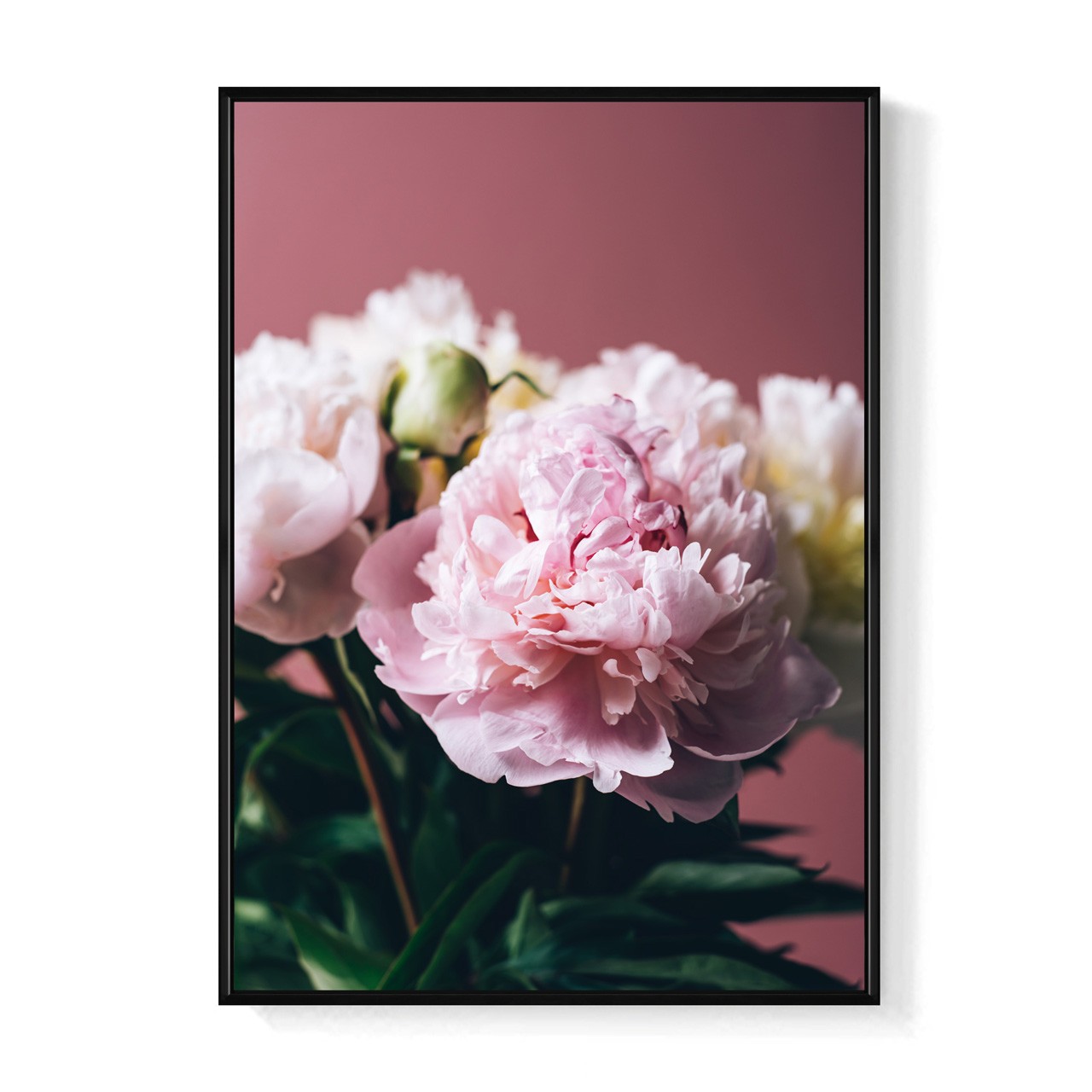粉與白• 牡丹II - 招福吉祥花卉掛畫/高貴典雅花卉攝影客廳裝飾畫 